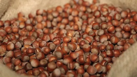 Rekabet Kurumu fındık sektörüne yönelik sıkı takibini sürdürüyor