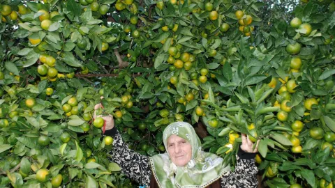 Rizede mandalina çeşidi 9a çıktı, Antalyaya gönderildi