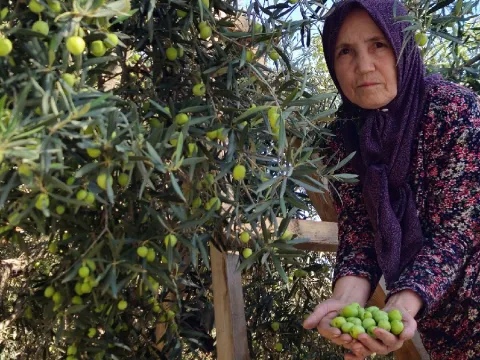 Türkiye'nin sadece bir ilinde yetişiyor: Kilogramı 100 liraya kadar çıkıyor - fotoğraf 2