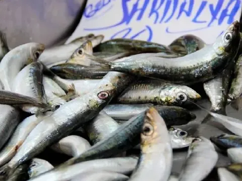 Hamsiden 2 kat fazla omega-3 sağlıyor: Tezgahın süper balığı değişti - fotoğraf 1