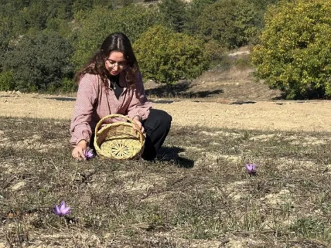 Dünyanın en pahalı baharatında hasat heyecanı! Kilosu 800 bin lira olan - fotoğraf 5