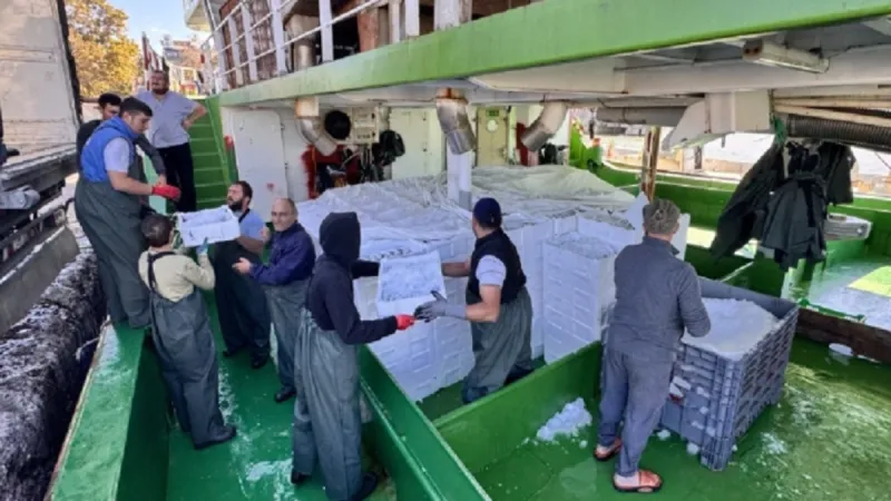 Rüzgar durdu ağlar doldu: Kasa kasa yüklediler İstanbul'a gönderdiler!