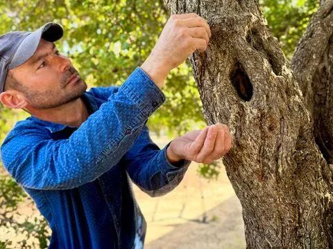 Sadece orada yetişiyor... Büyük emek istiyor bir kilosu 50 bin TL! - fotoğraf 4