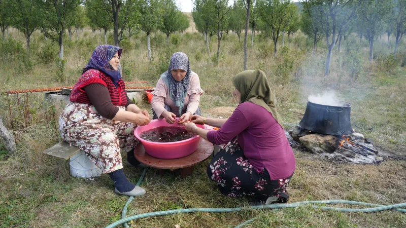 Sadece Kastamonu'da yetişiyor. Magnezyum, potasyum, demir deposuymuş