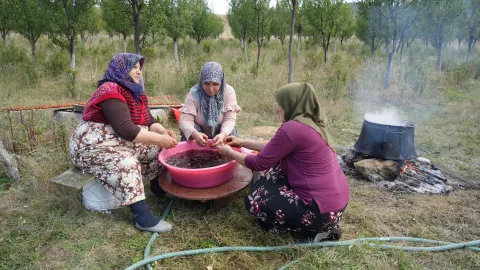 Sadece Kastamonu'da yetişiyor. Magnezyum, potasyum, demir deposuymuş