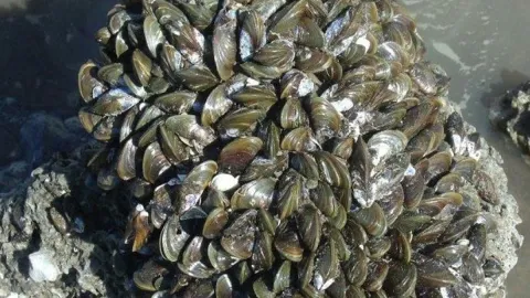 Saniyeler içinde çoğalarak koskoca ülkenin kabusu oldular