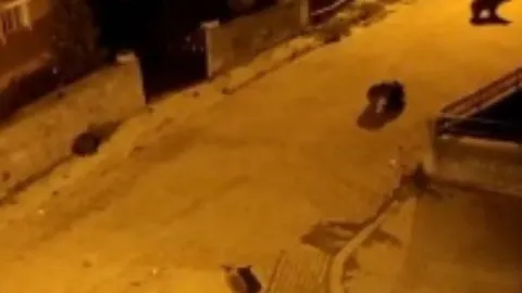 Sarıkamış'ta acıkan ayılar mahalleyi bastı