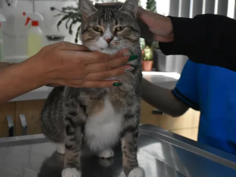 İzmir'de yürek ısıtan dayanışma: Harçlıklarını biriktirip yaralı kedi "Kurabiye"yi kurtardılar - fotoğraf 2