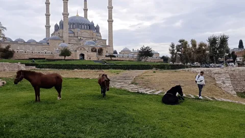 Selimiye Camisi meydanını atlar bastı