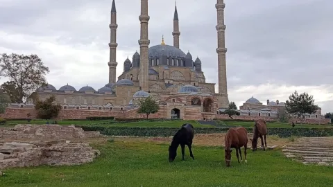 Selimiye'de başıboş atlar otladı