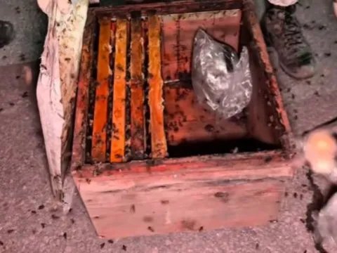 Hakkari'de narkotik operasyonu: Arı kovanlarının arasında ele geçirildi - fotoğraf 4
