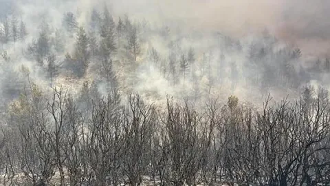 SON DAKİKA HABERİ: Bursa'da korkutan orman yangını