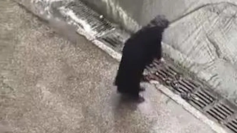 Sosyal medya İstanbul'daki bu görüntüyü konuşuyor