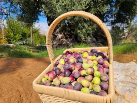 Fındıkta "yağmur" zararı! Üreticiler mahsulü kurutmaya çalışıyor - fotoğraf 2