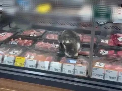 Kasap reyonunda dolaba girdi! Ciğer yerine kuzu pirzola! - fotoğraf 2