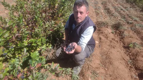 Süper meyve toprakla buluştu, şifa dağıtıyor. Antioksidan değeri yüksek