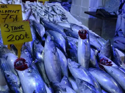 Palamut balıkçıları korkuttu "Önüne ne gelirse yiyor, Karadeniz'i bitirdi" - fotoğraf 1
