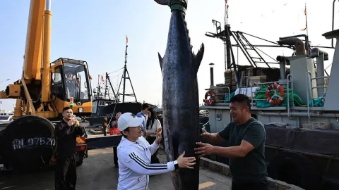 Tam 2,46 metre ve 134 kilo: Balıkçıların ağlarına dev uskumru takıldı