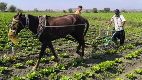 Tarımda Orta Çağ’a geri döndük