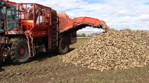 Tarlaya adım atan rahat nefes aldı: Bu yılın hasadı çiftçinin yüzünü güldürdü