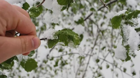 TARSİM şemsiyesi genişliyor: Teminatı kapsamındaki ürün sayısı 25'e çıkarıldı