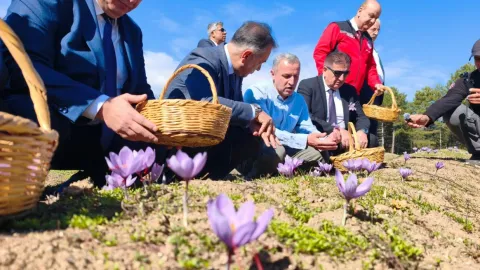 Tek tek toplanıp özenle kurutuluyor. Kilosu 800 bin TL