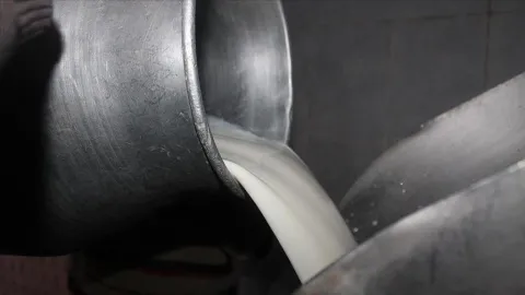 Toplanan inek sütü miktarı ağustosta yüzde 9,5 arttı