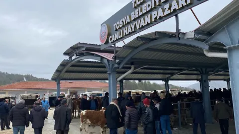 Tosya'da canlı hayvan pazarı şap nedeniyle kapatıldı
