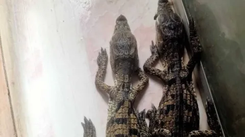 Trenin içinde seyahat eden 30 timsah bulundu