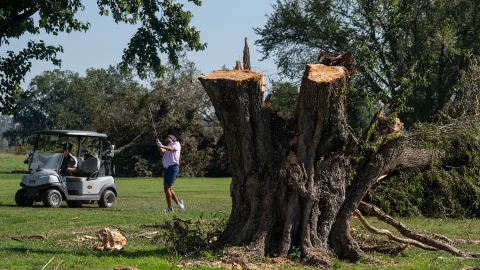 Trump yönetiminin golf sahasında yaptığı ağaç kesimine yargı freni