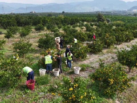 Çiftçiye destek, çocuklara ikram: 100 ton mandalina dağıtıldı - fotoğraf 3