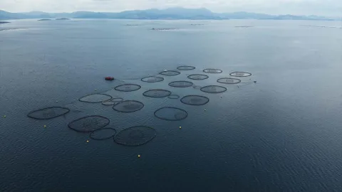 Türkiye'nin Çin'e su ürünleri ihracatı yaklaşık 3 katına çıktı