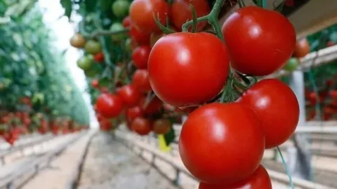 Türkiye'nin domates ihracatı 9 ayda 304 milyonu geçti