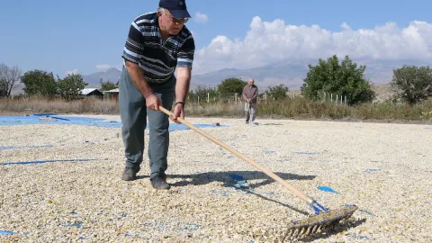 Türkiye’nin 'sarı altın'ı tarlaları kapladı: Hasat yaklaşıyor
