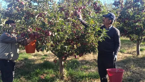 Türkiye’nin yüzde 70’ini tek başına karşılıyor:  Dalında 30 TL’den satılıyor
