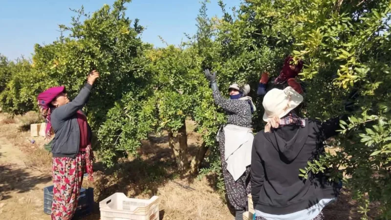 Türkler hasat ediyor, Ruslar kapıda kuyruk oluyor