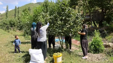 Türklerin kırmızı çizgisine İtalyanlar göz dikti: Tarladaki ürün için sıraya girdiler