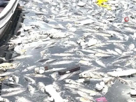 Palamut bollaştı, çöpe gitti - fotoğraf 1