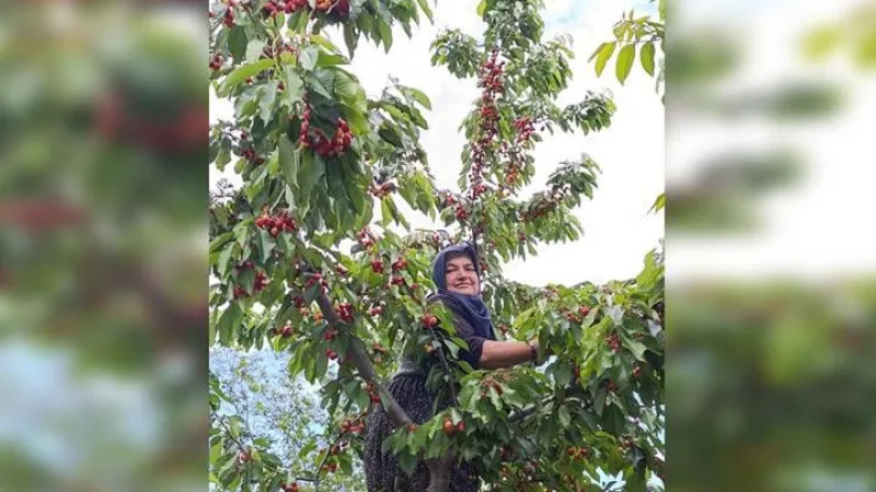 Üzüm toplarken arı soktu, hayatını kaybetti