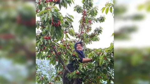 Üzüm toplarken arı soktu, hayatını kaybetti