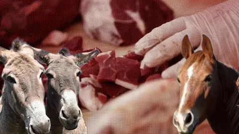 Vatandaşa at ve eşek eti yedirdiler! İşte listede başı çeken 3 ilimiz
