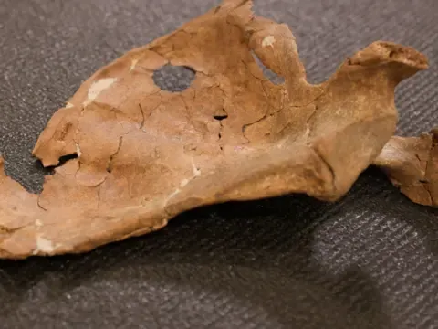 Neandertallerin yaşamında şiddet ne kadar yaygındı? - fotoğraf 1