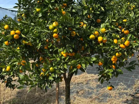 Rizede mandalina çeşidi 9a çıktı, Antalyaya gönderildi - fotoğraf 4
