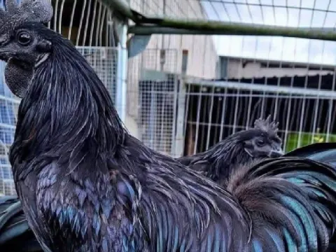 Dünyanın en pahalı tavuğu - fotoğraf 1