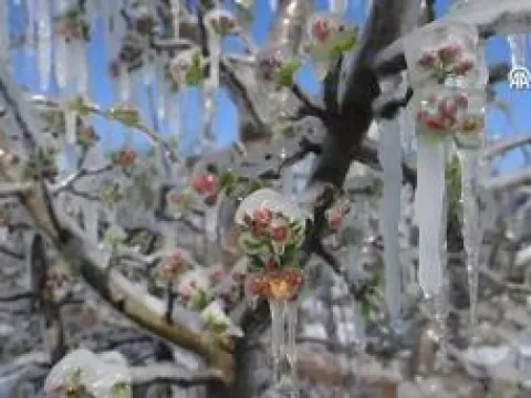 Don teminatı kapsamındaki ürün 25 oldu - fotoğraf 2