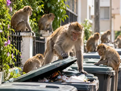 Şehri istila eden maymunlara karşı sıra dışı plan: 6 bin tanesi sokaklara yerleştirilecek - fotoğraf 1