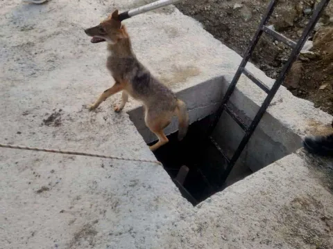 Kuyuya düşen yavru tilki böyle kurtarıldı! - fotoğraf 3