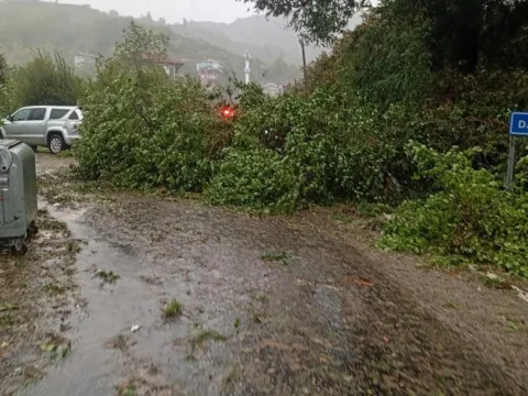 Amasra'da fırtına dehşeti: 6 metrelik dalgalar kıyıyı dövdü, ağaçlar devrildi - fotoğraf 4
