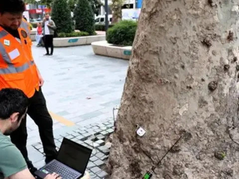 Yüzyıllık anıt ağaçlara "akustik tomografi" ayarı: Çürümeler tek tek tespit edilecek - fotoğraf 4