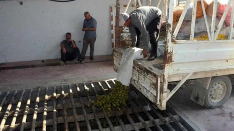 Yeşil altında dev hasat: 20 günde 80 bin lira kazandırıyor